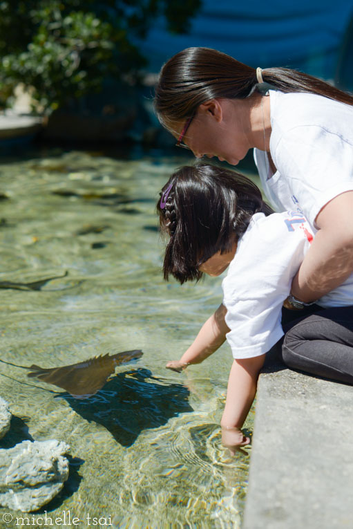 Only B, resident animal lover, was willing to dunk her hands in to pet the creatures swimming by.