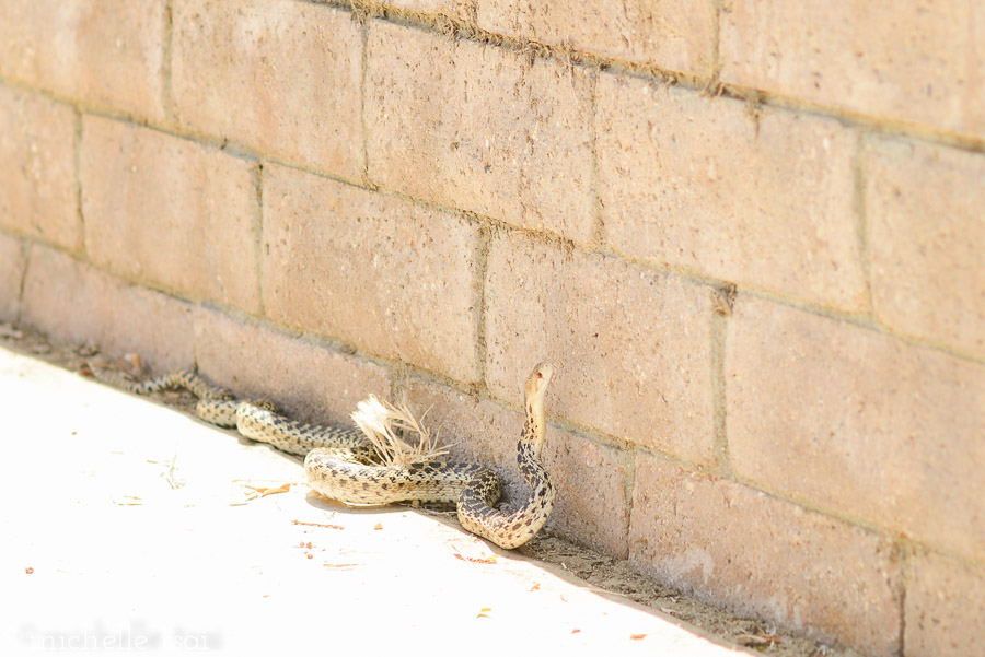     And after we finally made it there, parked, and got out, we were greeted by this fellow moseying along down the sidewalk in front of our van. We very nearly loaded back in and hightailed it outta there.