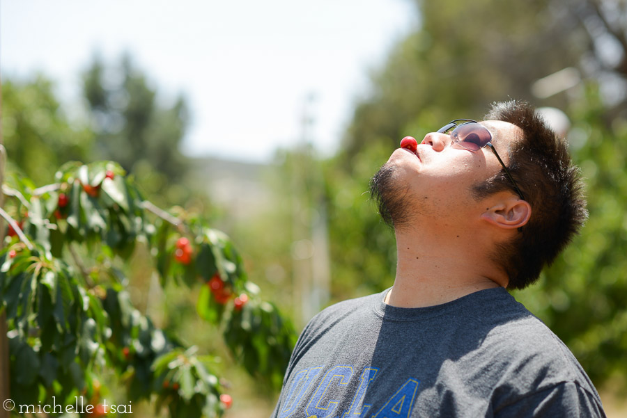 This orchard said it was okay to sample the cherries as we picked.