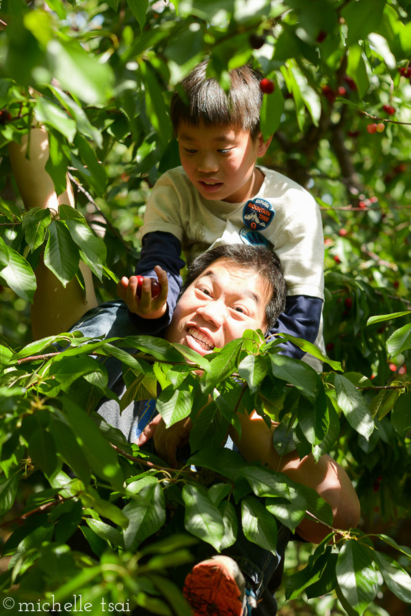 The downside being that poor Phil looked like this for much of the time we were there- arm reached up to pull a higher branch down lower and a heavy kid perched on his shoulders trying to pluck off the cherries.