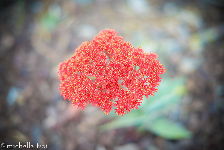 Was arrested by this cluster of little bright red flowers with yellow centers growing outside a business building.