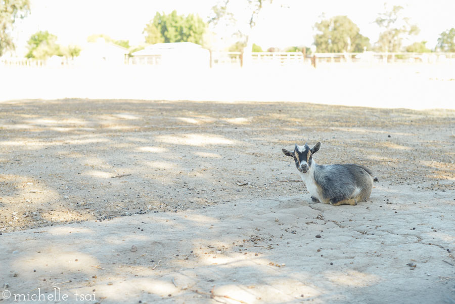 The goat, however, wasn't too keen on that idea. Can't really say as I blame him though.