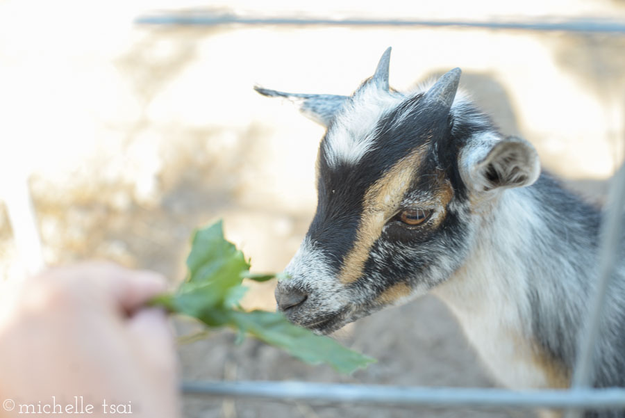 Only the green leafy stuff enticed him to come near our little people.