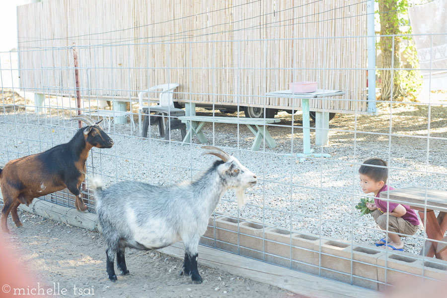 Squatting to get down to the goat's level. Although, he's not much bigger than the goat even when he's standing...