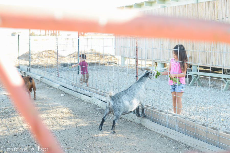 The goats tended to favor Allie. Because she was the quietest. And stillest. And patientest. She's awesome like that. Goats always know.