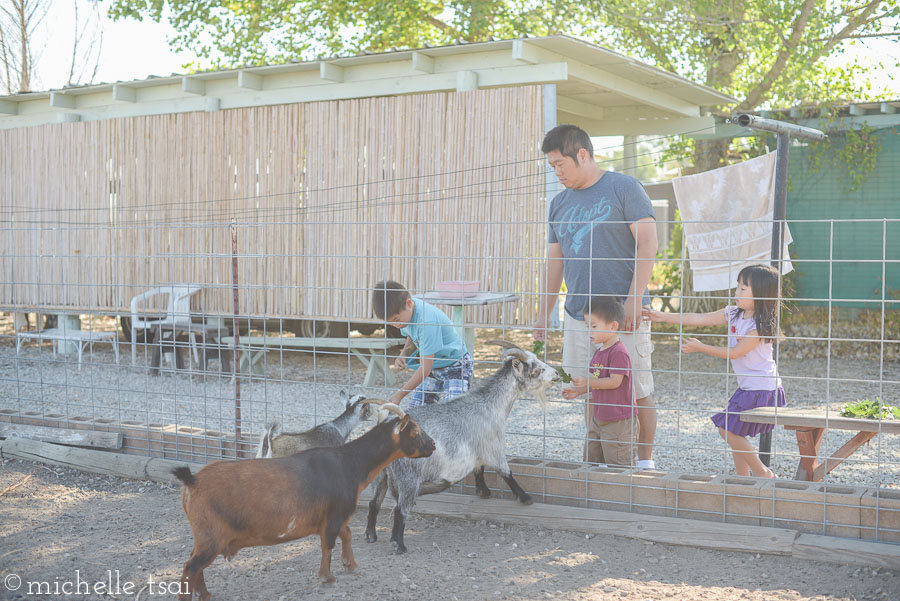 They even got Daddy interested in goat feeding time.