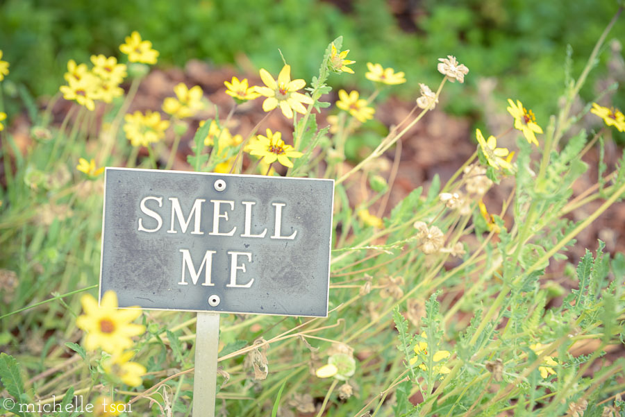 There's even a sign to remind you should you ever forget. The Chocolate Daisies smelled incredible. Mmmm.