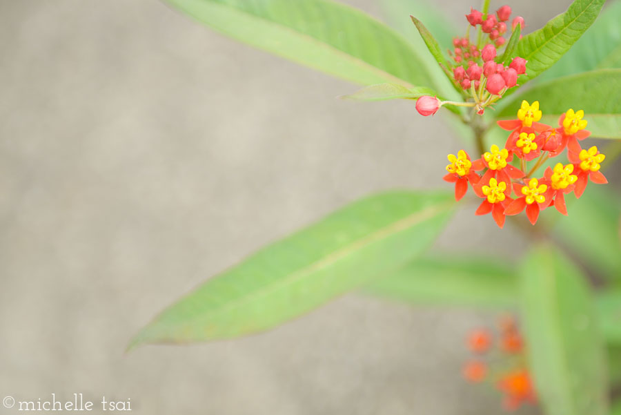 I found myself being mesmerized by all the incredible detail God created into each flower.