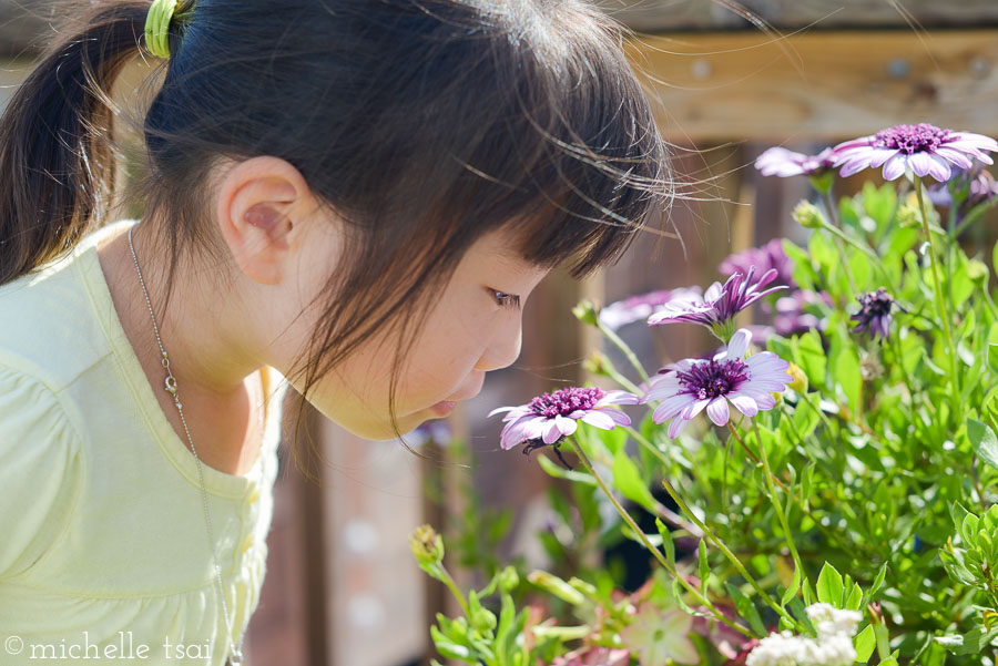 Taking some time to stop and smell the... er, what kind of flowers are these? Purple daisies?