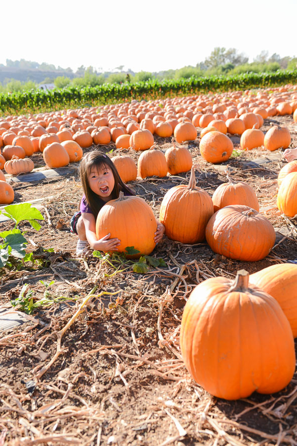 And pumpkins, of course!