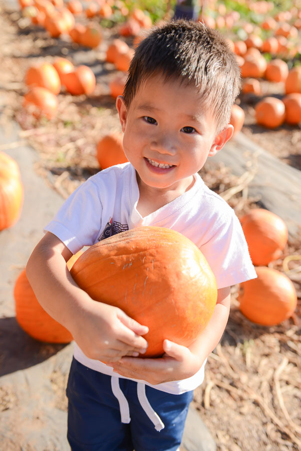 He fell in love with this pumpkin and decided this was the one for him. Forever.