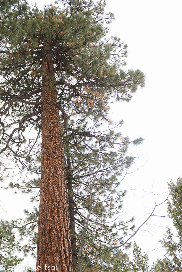 In other news, this tree. Amazing it's still standing with all the crazy woodpecker holes in its trunk.