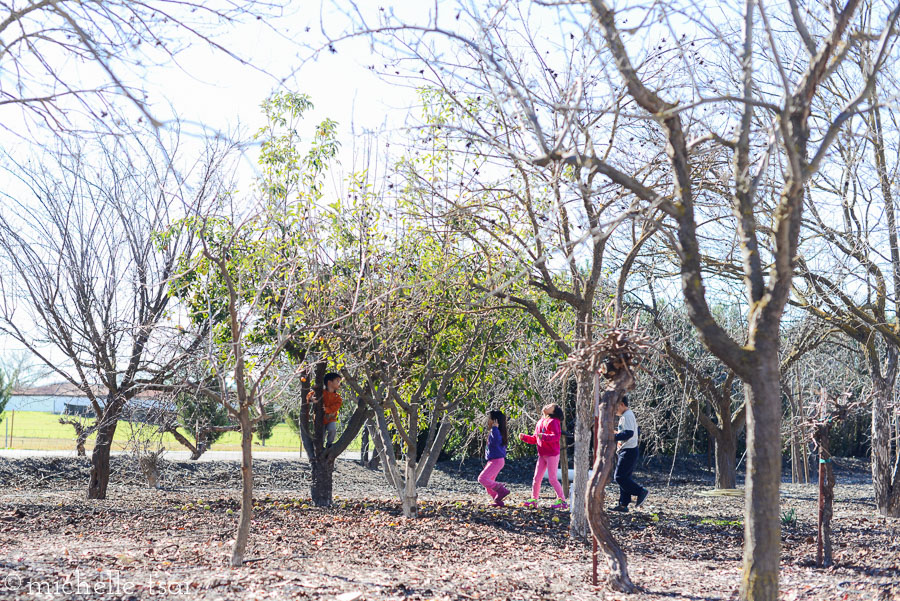 The kids hightailed it outside as soon as breakfast was finished. Grandpa said they could gather up all the old apples and feed them to the goats. They came at this task like it was their job.