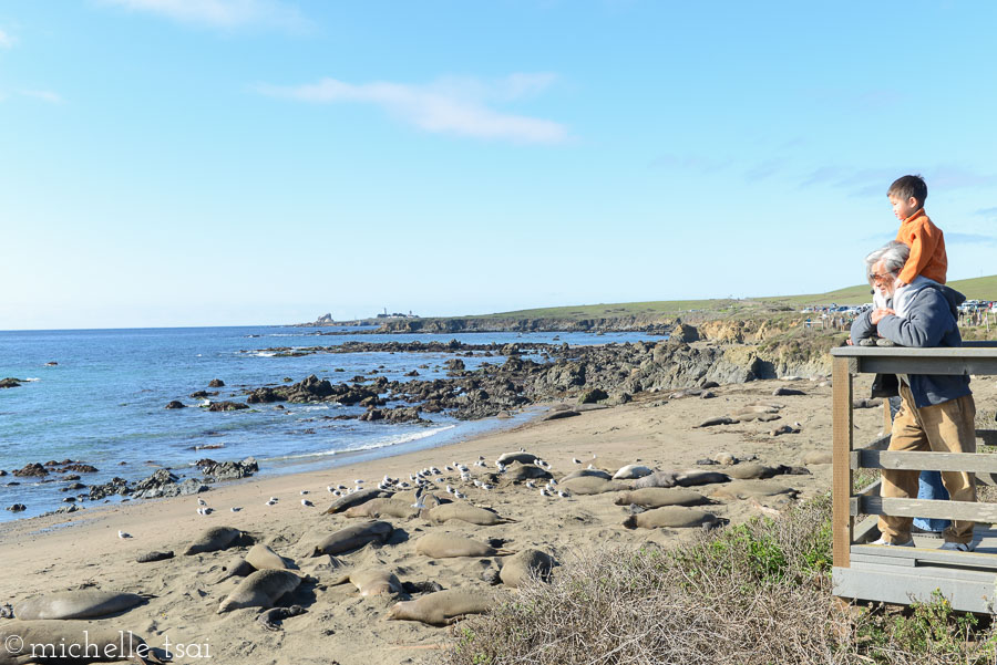 The sight to see were the elephant seals.