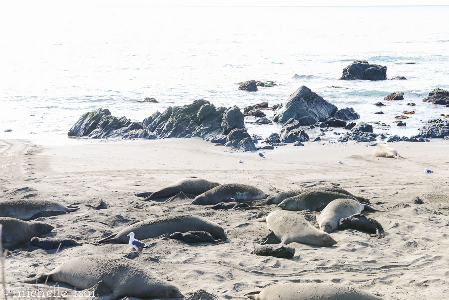 A seagull nonchalantly going for a stroll between these large beasts.