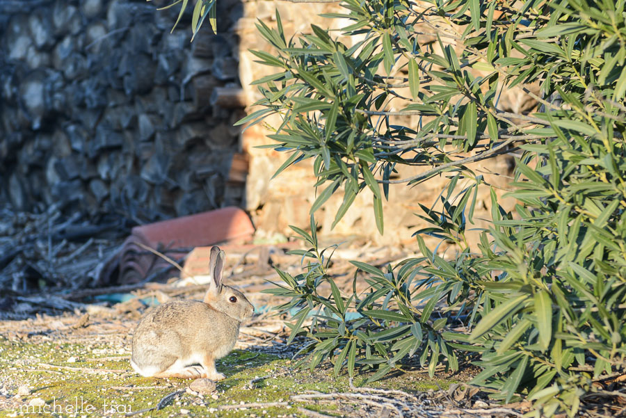 But first, this little guy. My dad called me outside the previous evening and told me to bring my camera. Curious, I followed the mysterious old man outside and around the house, past the brown shed, and suddenly he stopped and pointed. I turned to look and saw this cute little rabbit just sitting there looking just as curiously at me as I was at him. He let me get this close to him before he hopped away. My dad had said this rabbit has been hanging around the last couple weeks but never sat still long enough for a picture. Until that evening.