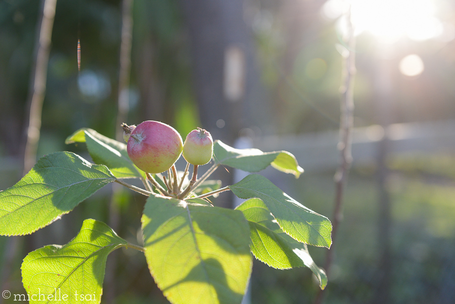 The budding apples were thankful for the sunshine and water.