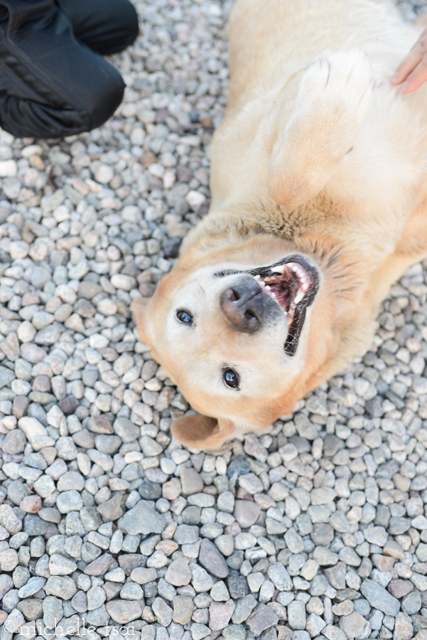 This is the face of a dog in the midst of a blissful belly rub.