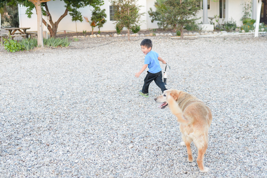 And this is the face of a small boy who is shrieking with delight because he thinks the dog is chasing him when actually the dog is casually sauntering towards him.