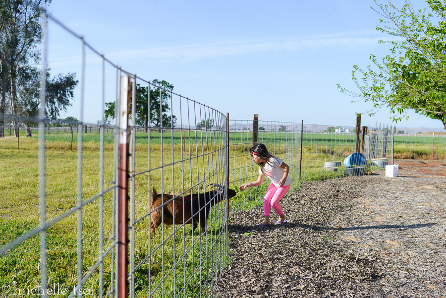 Though you should know that anytime is goat-feeding time at Grandpa's house.