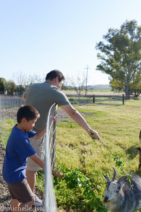 But only so he could lure the goats close enough to then slap them on the butt with a branch. While Mikey had an SMH (shake my head) moment standing next to him. The goats didn't come near Phil again after that.