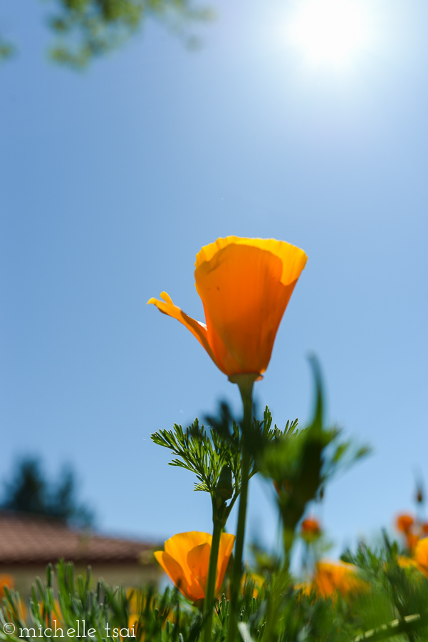 The poppies were growing like crazy around Grandpa's house this year.